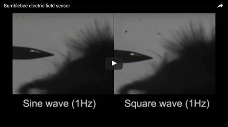 Les poils des bourdons les aident à déterminer par l’électricité le statut d’une fleur - GuruMeditation | EntomoNews | Scoop.it