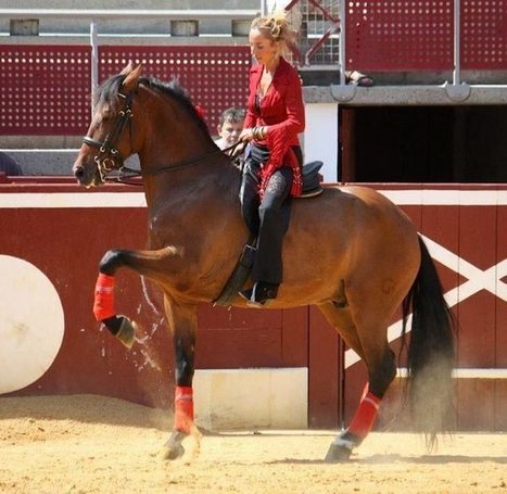 Festibérique se prépare | Salon du Cheval | Scoop.it