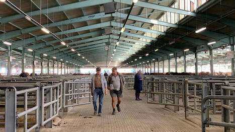 Reportage : dans les entrailles du marché aux bovins de Châteaubriant | Actualité Bétail | Scoop.it