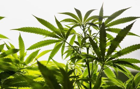 Pot Grower Green Organic Raises C$100 Million in IPO - Bloomberg | 大麻 - Marijuana, Japanese Sacred Herb | Scoop.it