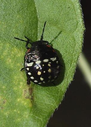 AU MOIS DE SEPTEMBRE : Larve de punaise verte - Nezara viridula | Les Colocs du jardin | Scoop.it