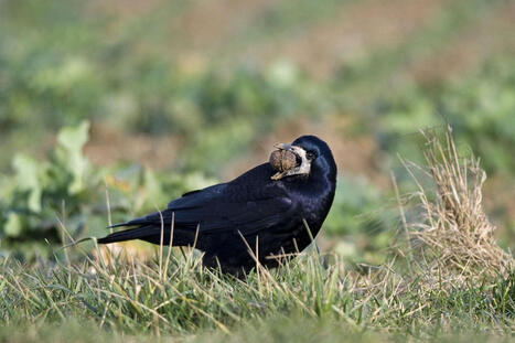 Agriculture&nbsp;: pourquoi &eacute;liminer les nuisibles s&rsquo;av&egrave;re inefficace, selon une &eacute;tude in&eacute;dite | Paysage - Agriculture | Scoop.it