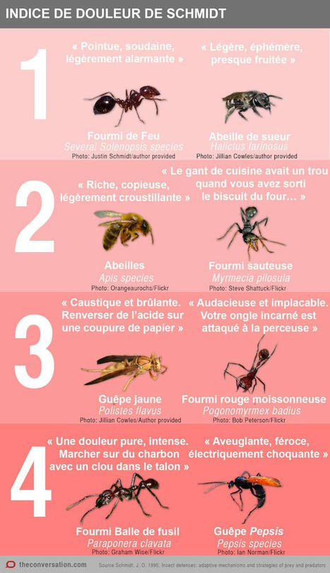 « Pourquoi je me suis laissé piquer par des dizaines d'insectes différents au nom de la science… » | EntomoNews | Scoop.it