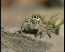 Les araignées de France | La passion de l’entomologie et de la prise de vue cinématographique | Variétés entomologiques | Scoop.it
