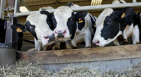 Réouverture du marché algérien aux génisses et bovins d’engraissement français : Julien Denormandie salue une excellente nouvelle pour la filière bovine | Actualité Bétail | Scoop.it