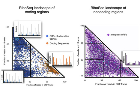 The ribosome profiling landscape of yeast | I2BC Paris-Saclay | Scoop.it