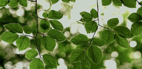 Le blob, l'extra-média | Sélection de ressources - MEEF SVT | Scoop.it