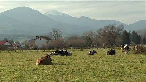 Une filière de lait biologique se structure dans le Pays basque | Lait de Normandie... et d'ailleurs | Scoop.it