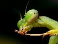 Diario animal: Insectos desde la antigüedad | Bichos en Clase | Scoop.it