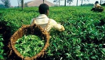 La RD Congo affiche ses ambitions agricoles | Questions de développement ... | Scoop.it