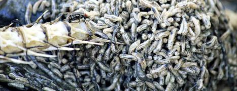 Les mouches pour  nourrir durablement les hommes | Variétés entomologiques | Scoop.it