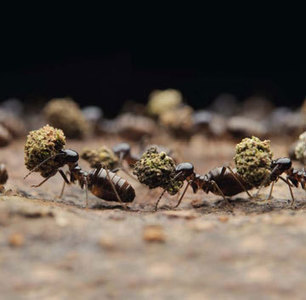 L'art de la construction chez les insectes sociaux | EntomoNews | Scoop.it
