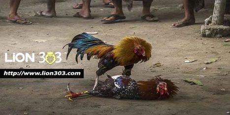 Ciri Ciri Dan Sejarah Ayam Bangkok Super Yang Wajib Anda Ketahui