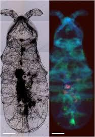 Polystyrènophagie (bis) | EntomoNews | Scoop.it