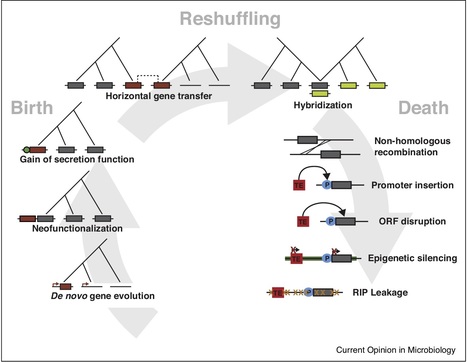 The birth and death of effectors in rapidly evolving filamentous pathogen genomes&nbsp; | SCIENCES DU VEGETAL | Scoop.it