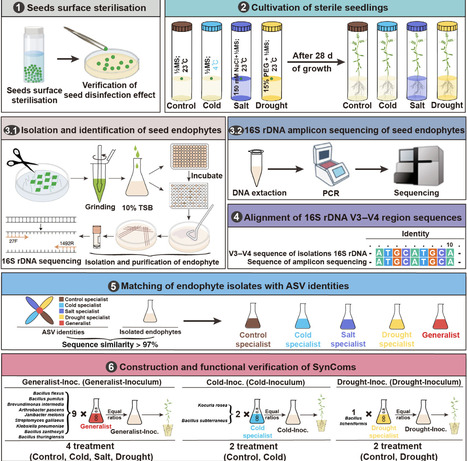 Differential &lsquo;resuscitation&rsquo; from the seed microbiota: a plant-holobiont ecological strategy for buffering stresses | nphy | RMH | Scoop.it