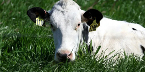Methane rising faster than other greenhouse gases: researchers - Raw Story | Operation Deimos | Scoop.it