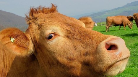 Suisse : Pour un prix du lait payé un franc par litre  aux producteurs vaudois de lait | Lait de Normandie... et d'ailleurs | Scoop.it