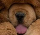 China zoo under fire for disguising dog as lion | Trending in Uganda | Scoop.it