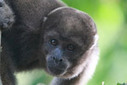 Small monkeys take over when big primates have been hunted out in the Amazon - Mongabay.com | RAINFOREST EXPLORER | Scoop.it