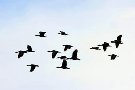 La pollution au mercure augmente la vulnérabilité à la grippe aviaire | Toxique, soyons vigilant ! | Scoop.it