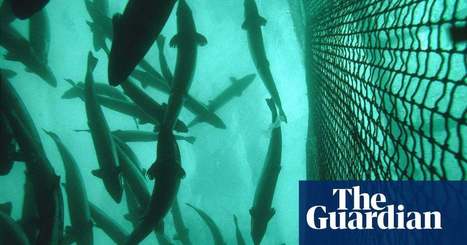 EU raids salmon farmers in Scotland in price-fixing inquiry | Business | The Guardian | Fiscal Policy & Regulation | Scoop.it