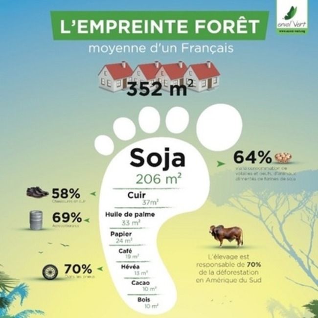 Le soja, ennemi cach&eacute; num&eacute;ro 1 de la for&ecirc;t | POURQUOI PAS... EN FRAN&Ccedil;AIS ? | Scoop.it