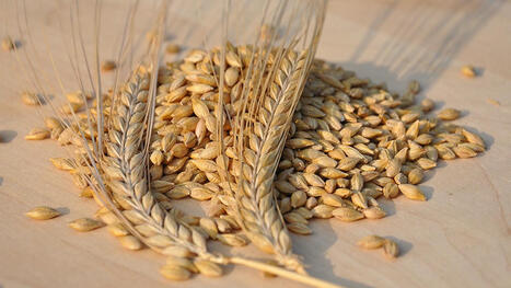 TÜRKIYE purchased 255 thsd tons of feed barley | MED-Amin network | Scoop.it