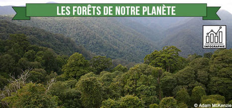 [Infographie] Forêts : superficie, menaces, variétés ... | Biodiversité | Scoop.it