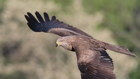 Lacroix-Falgarde. La réserve du Confluent propice aux rapaces | Lacroix-Falgarde | Scoop.it