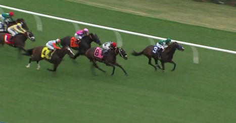 CHRB says horse racing deaths down in 2022-23 | Racing News | Scoop.it