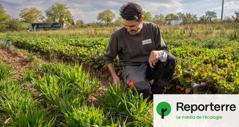 À Lyon, cette ferme urbaine nourrit 10 000 collégiens de légumes bio | Attitude BIO | Scoop.it