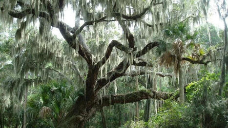 7 Things you should know about Spanish Moss | by Explore Beaufort SC | NewsBreak.com | Schools + Libraries + Museums + STEAM + Digital Media Literacy + Cyber Arts + Connected to Fiber Networks | Scoop.it