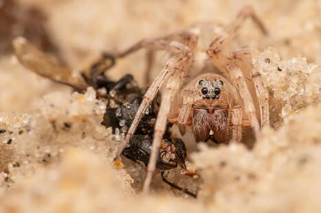 Amazon Spiders: The Hidden Guardians of Nature Revealing the Secrets of Tropical Biodiversity | RAINFOREST EXPLORER | Scoop.it