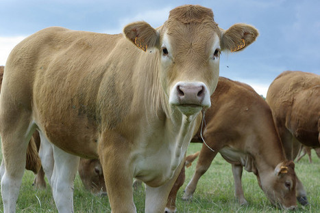 Agriculture : comment aider nos petits producteurs ? | Contrepoints | Lait de Normandie... et d'ailleurs | Scoop.it