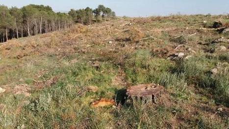 El Gobierno de Navarra aplicó “gestión sostenible” en la tala de pinares | Ordenación del Territorio | Scoop.it
