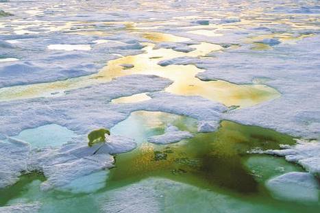 Ainsi fond, fond, fond la banquise | Planète DDurable | Scoop.it