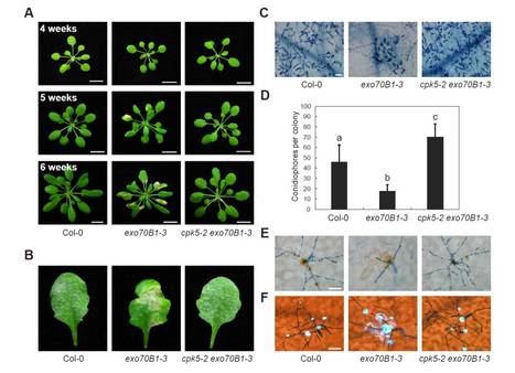 CALCIUM-DEPENDENT PROTEIN KINASE5 associates with the truncated NLR protein TIR-NBS2 to contribute to exo70B1-mediated immunity ($) | The Plant Cell | Scoop.it