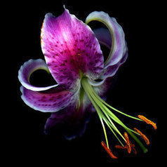 ORANGE DUSTED TIGER LILY by Magda indigo | My Photo | Scoop.it