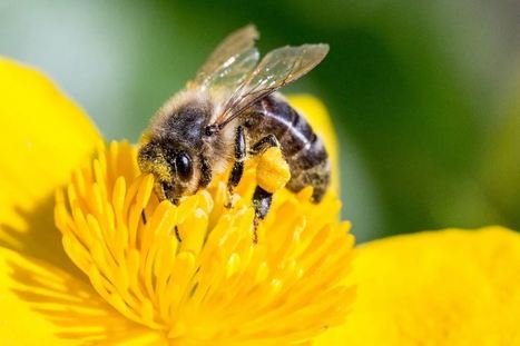 &laquo; Dyssomnie en milieu agricole &raquo;, o&ugrave; les r&eacute;sidus de n&eacute;onicotino&iuml;des perturbent le sommeil des butineuses | EntomoNews | Scoop.it
