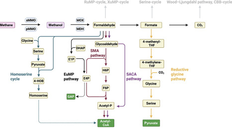 Advances in synthetic methanotrophy for sustainable C1 bioconversion | Tin | RMH | Scoop.it
