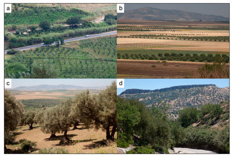 Using local agroecological knowledge in climate change adaptation: a Study of tree-based options in northern Morocco - Sustainability | Biodiversité | Scoop.it