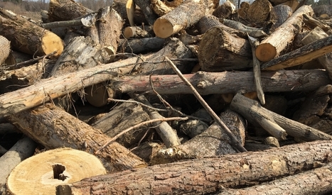 The UK’s move away from coal means they’re burning wood from the US | Sustainability Science | Scoop.it