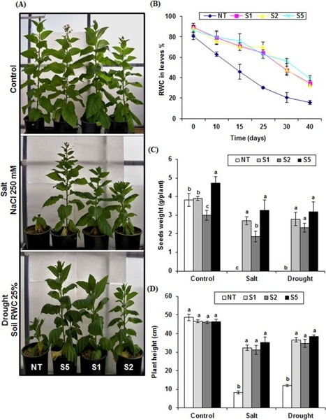 AlSRG1, a novel gene encoding an RRM-type RNA-binding protein (RBP) from Aeluropus littoralis, confers salt and drought tolerance in transgenic tobacco | Plant & environmental stress | Scoop.it