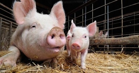 Scientists Confirm Pigs Feel Empathy:  Research backs what animal rights activists have been saying for years. | Empathy and Animals | Scoop.it