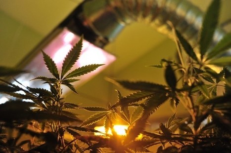 NM Medical Marijuana Program Adds Conditions, Addresses Supply Shortage | Beckley News : Cannabis - Marijuana | Scoop.it