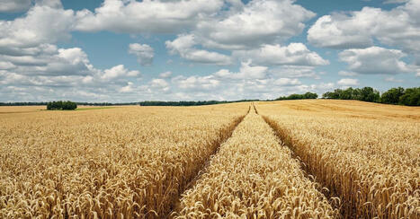 Wheat, falling prices put sowings at risk (ITALY) | MED-Amin network | Scoop.it
