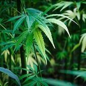 Vom Rausch- zum Heilmittel | Die Nutzung von Cannabis wird nun auch in Luxemburg möglich sein | #Luxembourg #Health #Santé #Gesundheit #Laws #Europe | Luxembourg (Europe) | Scoop.it