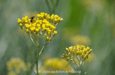 Immortelle, Hélichryse italienne (Helichrysum italicum) | La Cabane aux Arômes | Scoop.it