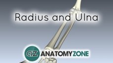 Upper Limb • AnatomyZone | Upper Limb | Scoop.it
